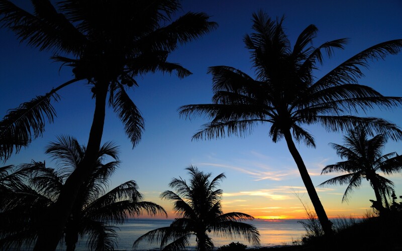 Palm Tree 0049