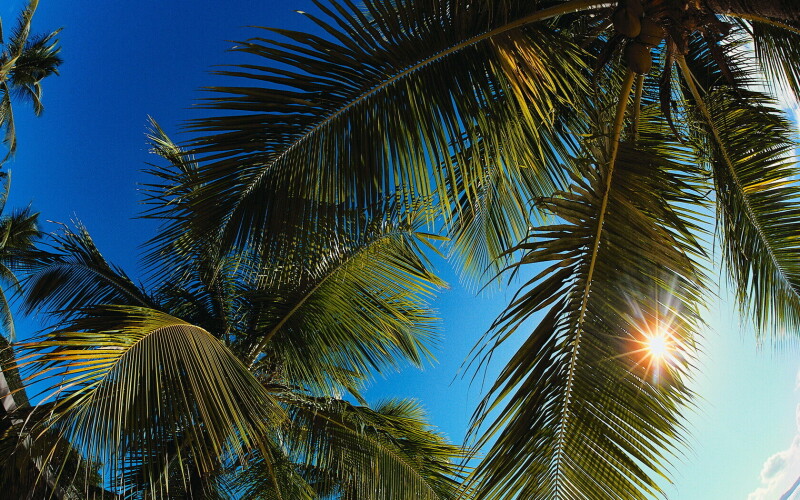 Palm Tree 0050