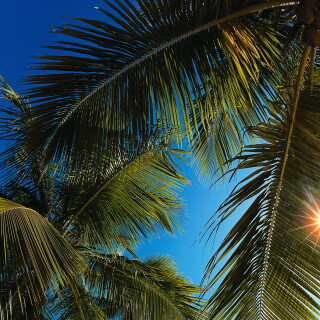 Palm-Tree_0050