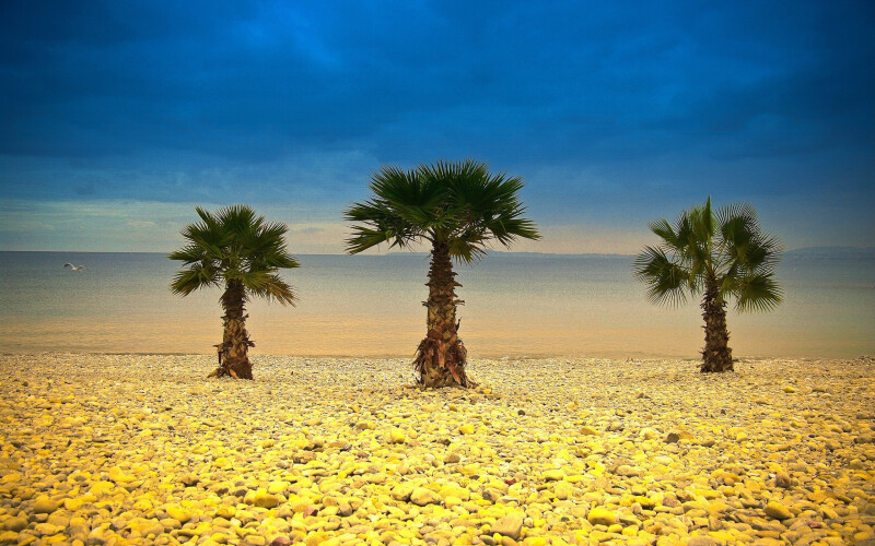 Palm Tree 0051