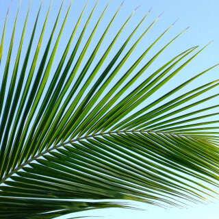 Palm-Tree_0055