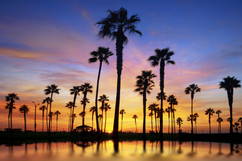 Palm Tree 0066