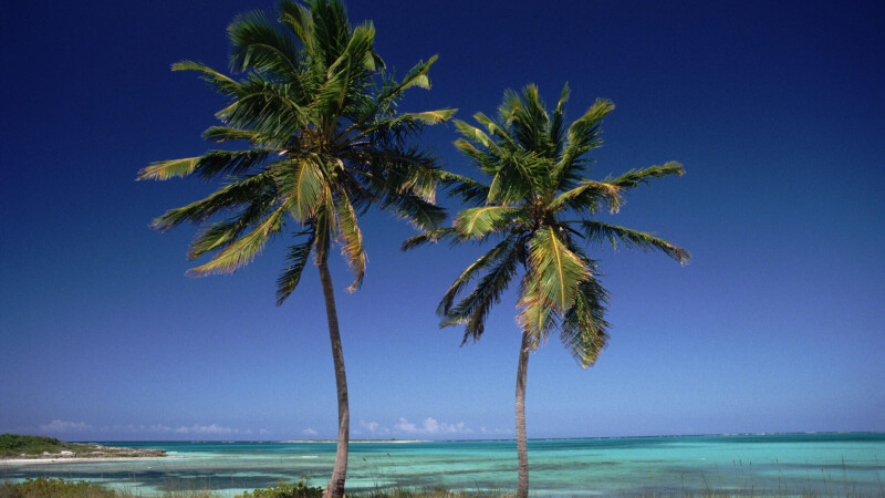 Palm Tree 0075