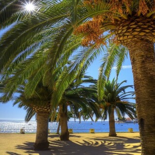Palm-Tree_0085