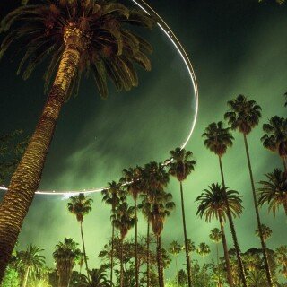 Palm-Tree_0097