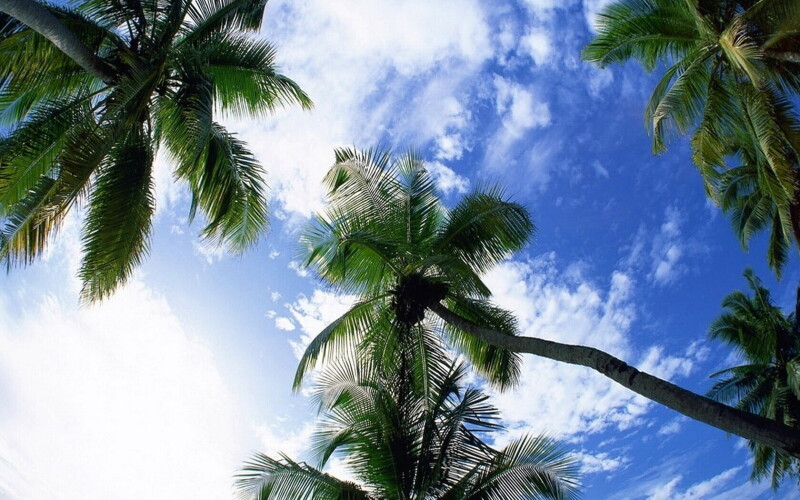 Palm Tree 0101