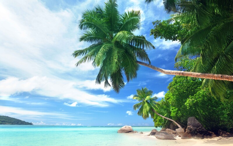 Palm Tree 0105