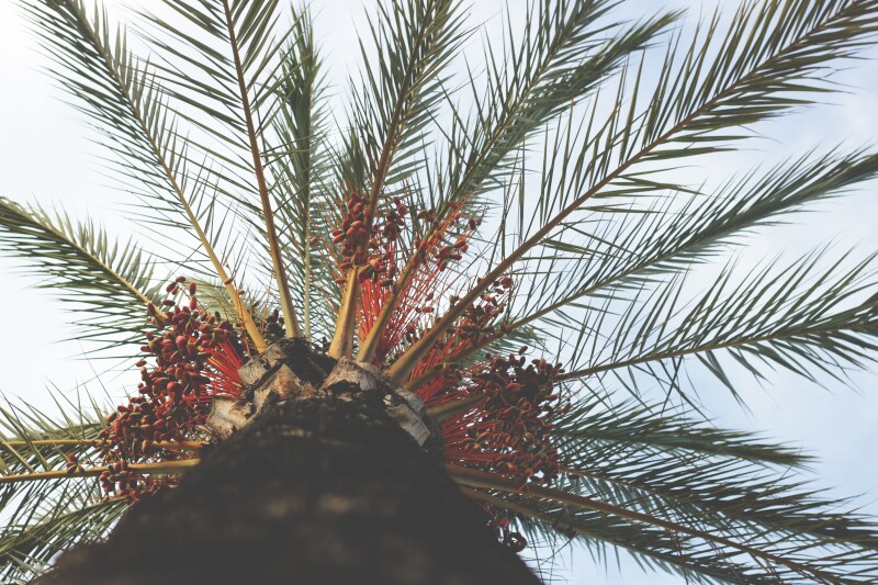 Palm Tree 0119