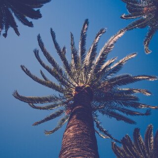 Palm-Tree_0129