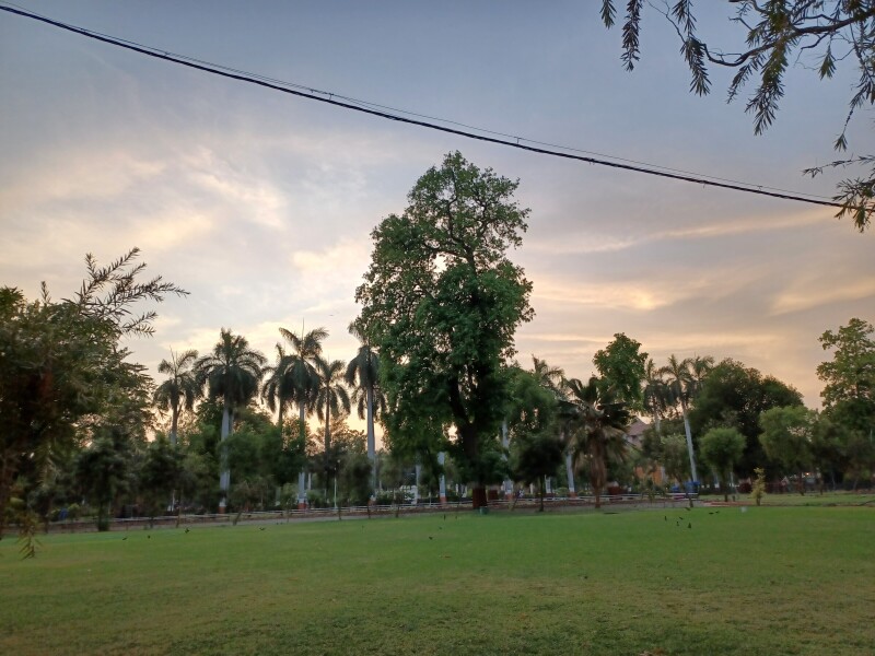 Palm Tree 0156