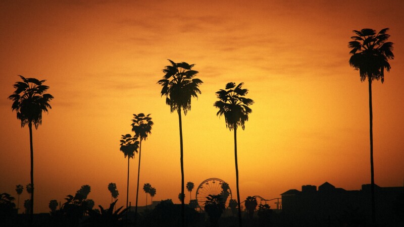 Palm Tree 0162