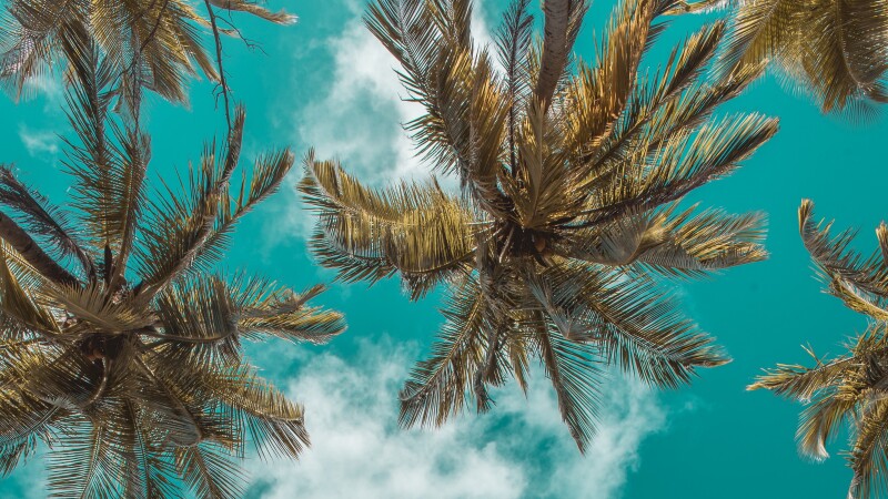 Palm Tree 0174