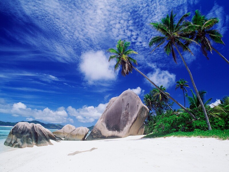 Palm-Tree_0188.jpg