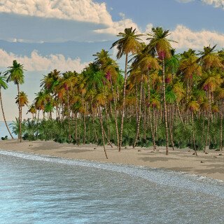 Palm-Tree_0218