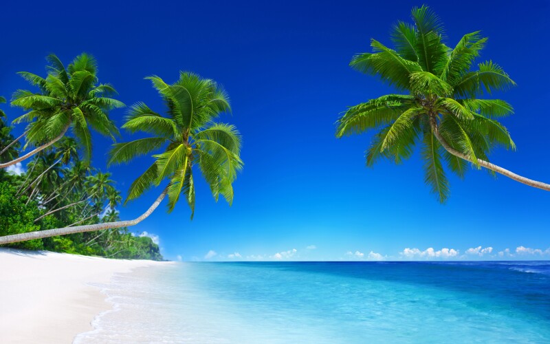 Palm Tree 0227