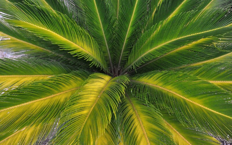 Palm Tree 0234