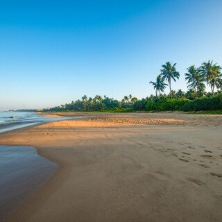 Palm-Tree_0239
