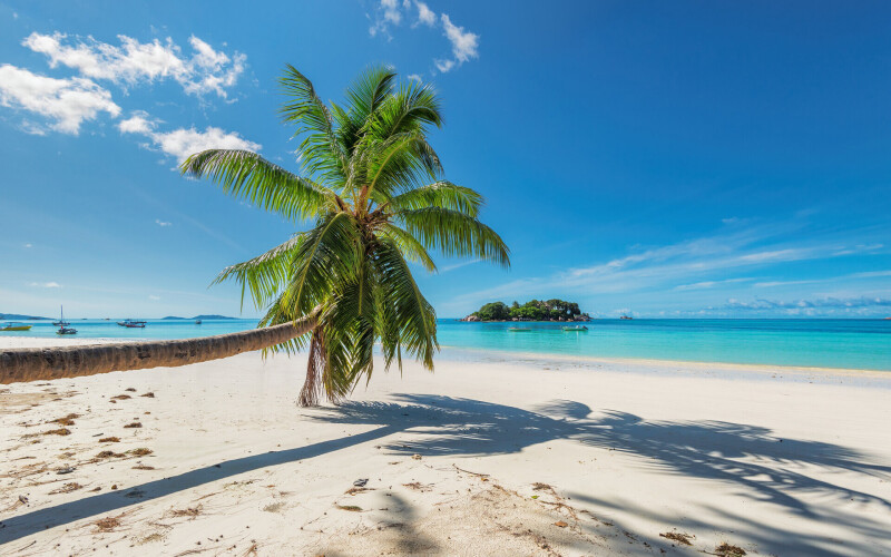 Palm-Tree_0256.jpg