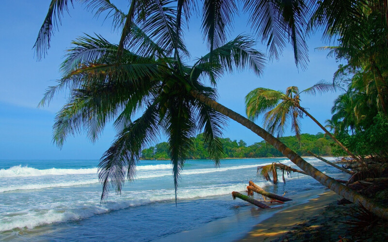 Palm Tree 0261