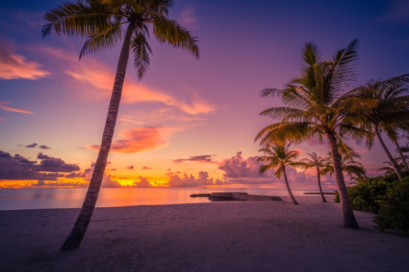 Palm-Tree_0267.jpg