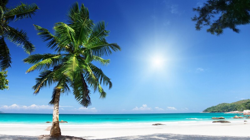 Palm Tree 0294