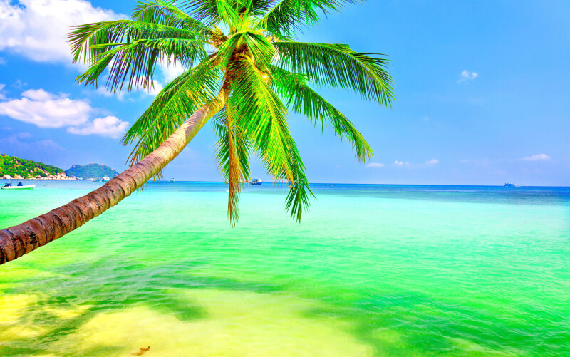 Palm Tree 0302
