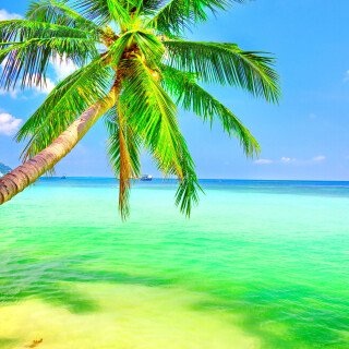 Palm-Tree_0302