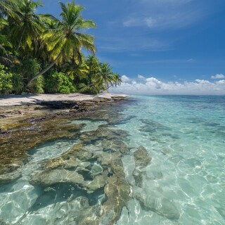 Palm-Tree_0325