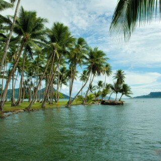 Palm-Tree_0358