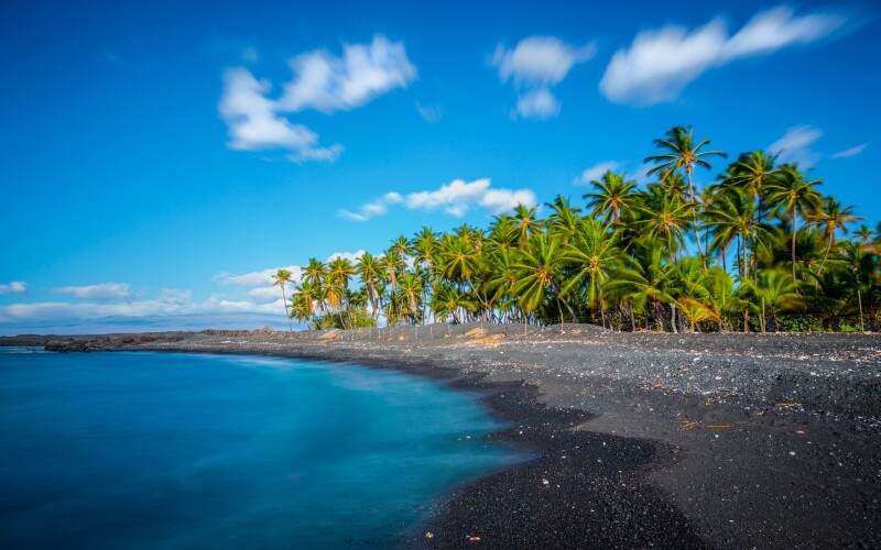 Palm Tree 0364