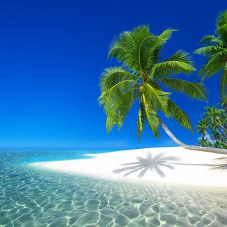 Palm-Tree_0379