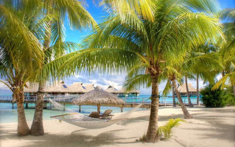 Palm Tree 0406