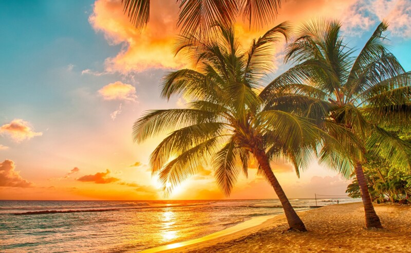 Palm Tree 0429