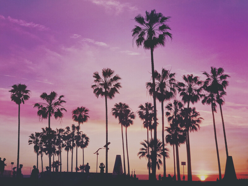 Palm Tree 0433