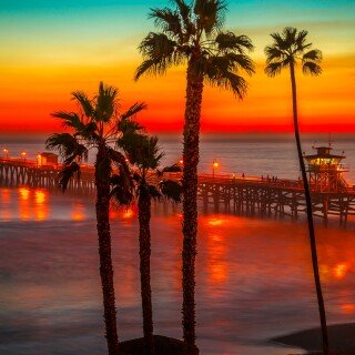 Palm-Tree_0442