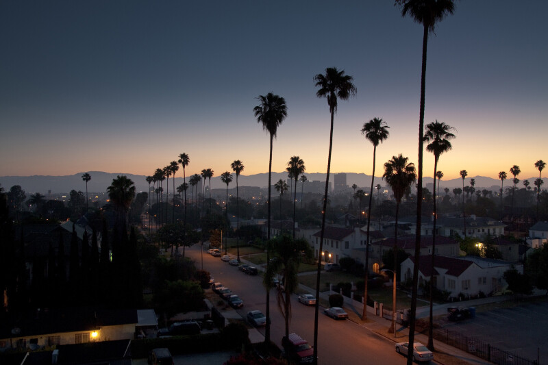 Palm Tree 0447