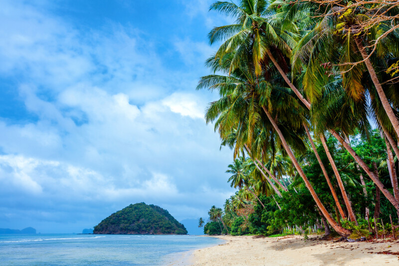 Palm Tree 0458