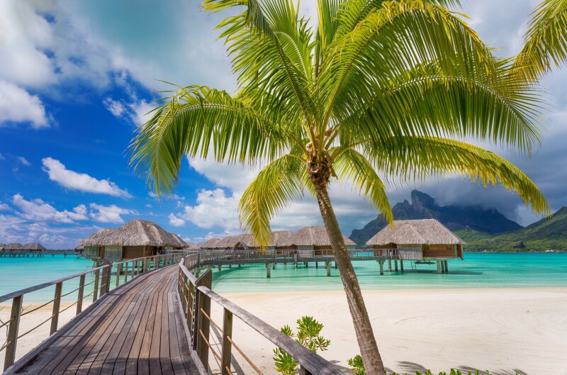 Palm Tree 0464