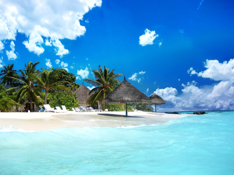 Palm-Tree_0469.jpg