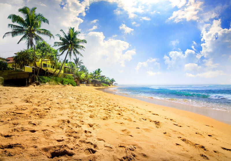 Palm Tree 0492