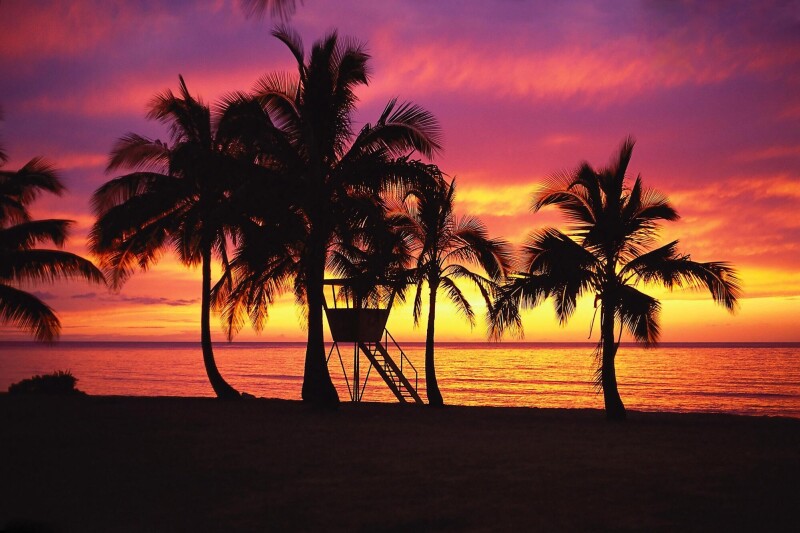 Palm Tree 0516