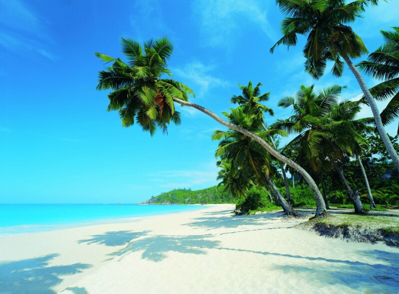 Palm-Tree_0533.jpg