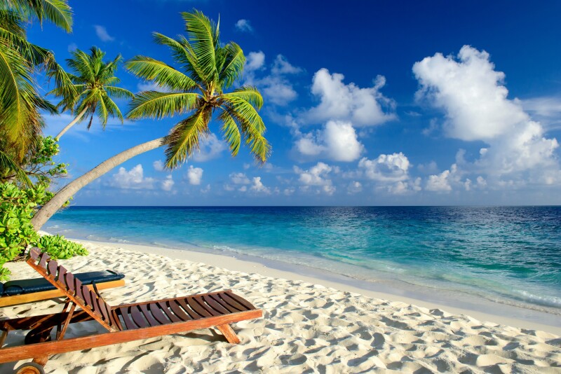Palm-Tree_0546.jpg