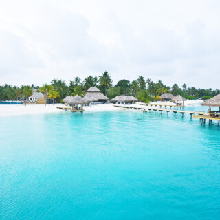 Palm-Tree_0551