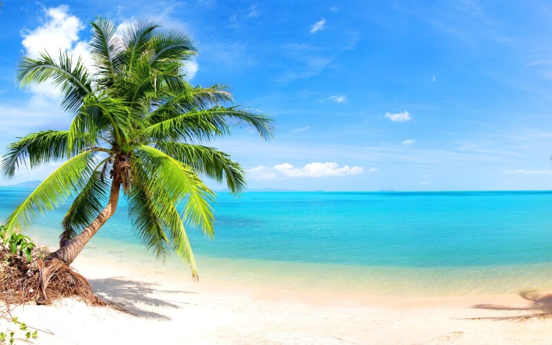 Palm Tree 0565