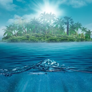 Palm-Tree_0584