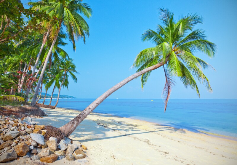 Palm Tree 0592