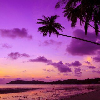 Palm-Tree_0621