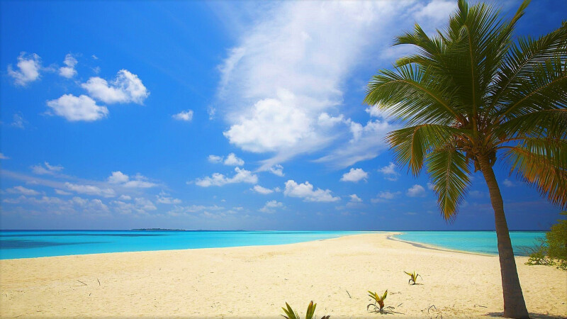 Palm Tree 0630