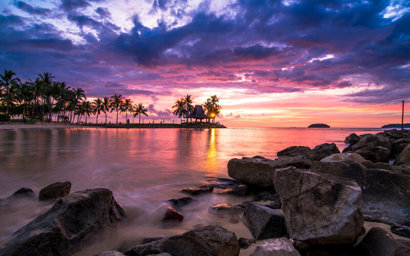 Palm Tree 0632
